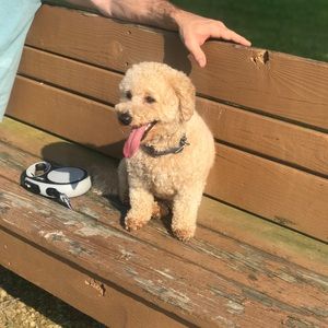 Meet your Posher, Annabelle